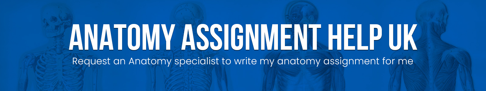 Anatomy Assignment Help UK